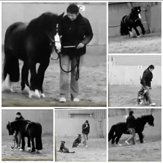 Vorschaubild Nr. 2 zu Reitbeteiligung in 8124 Maur