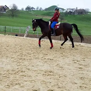 Vorschaubild Nr. 1 zu Reitbeteiligung in 8824 Schönenberg ZH