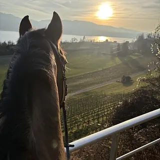 Vorschaubild Nr. 2 zu Reitbeteiligung in 8634 Hombrechtikon