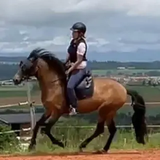 Vorschaubild Nr. 2 zu Reitbeteiligung in 3019 Bern
