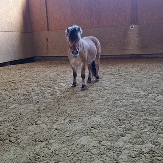 Vorschaubild Nr. 2 zu Reitbeteiligung in 4422 Arisdorf