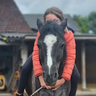 Vorschaubild Nr. 1 zu Reitbeteiligung in 8627 Grüningen