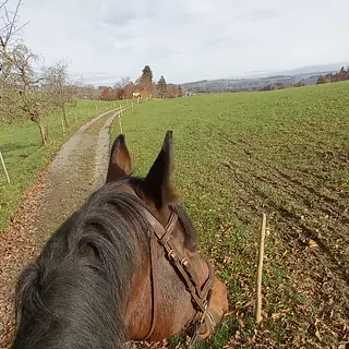 Vorschaubild Nr. 2 zu Reitbeteiligung in 3132 Riggisberg