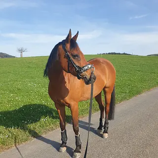 Vorschaubild Nr. 2 zu Reitbeteiligung in 8335 Hittnau