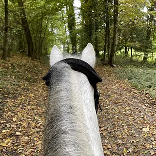 Vorschaubild Nr. 2 zu Reitbeteiligung in 8903 Birmensdorf ZH