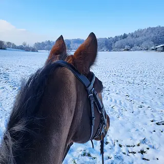 Vorschaubild Nr. 2 zu Reitbeteiligung in 8302 Kloten