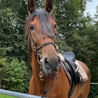 Vorschaubild Nr. 2 zu Reitbeteiligung in 8105 Regensdorf