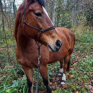 Vorschaubild Nr. 1 zu Reitbeteiligung in 6032 Emmen