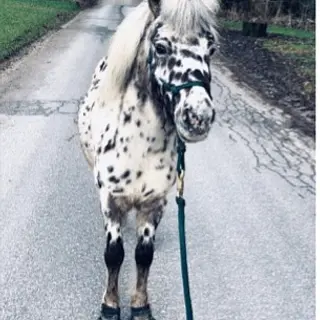 Vorschaubild Nr. 1 zu Reitbeteiligung in 3325 Hettiswil b. Hindelbank