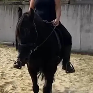 Vorschaubild Nr. 2 zu Reitbeteiligung in 8308 Illnau