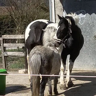Vorschaubild Nr. 1 zu Reitbeteiligung in 9300 Wittenbach