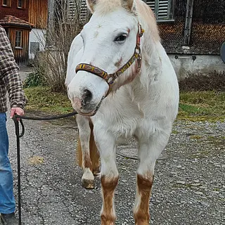 Vorschaubild Nr. 2 zu Reitbeteiligung in 8737 Gommiswald