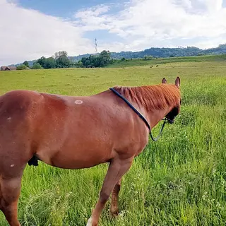 Vorschaubild Nr. 2 zu Reitbeteiligung in 8556 Wigoltingen