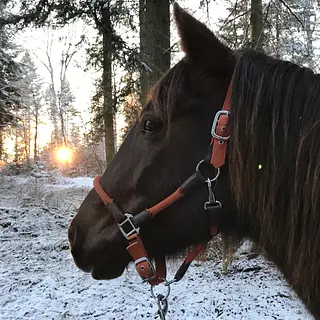 Vorschaubild Nr. 1 zu Reitbeteiligung in 3173 Oberwangen b. Bern
