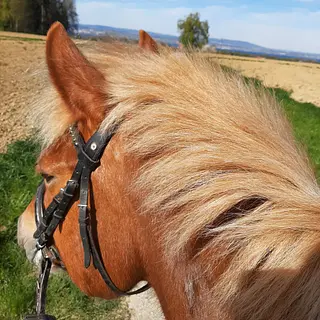 Vorschaubild Nr. 1 zu Reitbeteiligung in 8585 Langrickenbach
