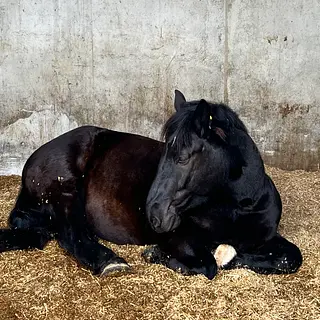 Vorschaubild Nr. 1 zu Reitbeteiligung in 6025 Neudorf