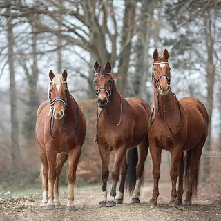 Vorschaubild Nr. 1 zu Reitbeteiligung in 8280 Kreuzlingen