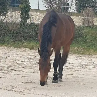 Vorschaubild Nr. 1 zu Reitbeteiligung in 3303 Jegenstorf