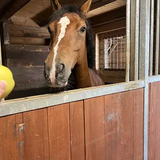 Vorschaubild Nr. 2 zu Reitbeteiligung in 4912 Aarwangen