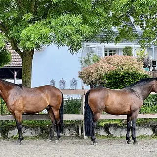 Vorschaubild Nr. 1 zu Reitbeteiligung in 4118 Rodersdorf