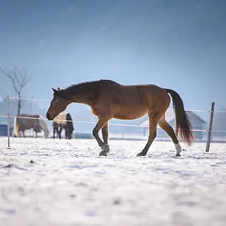 Vorschaubild Nr. 1 zu Reitbeteiligung in 8717 Benken SG