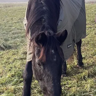 Vorschaubild Nr. 1 zu Reitbeteiligung in 4105 Biel-Benken BL