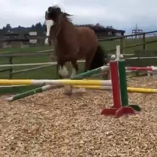 Vorschaubild Nr. 2 zu Reitbeteiligung in 5044 Schlossrued