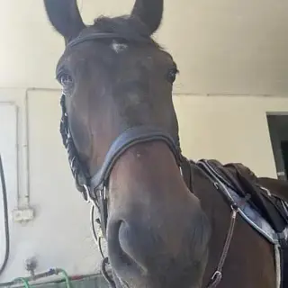 Vorschaubild Nr. 2 zu Reitbeteiligung in 8157 Dielsdorf