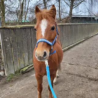 Vorschaubild Nr. 1 zu Reitbeteiligung in 8157 Dielsdorf