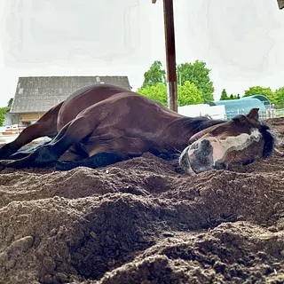 Vorschaubild Nr. 2 zu Reitbeteiligung in 8815 Horgenberg