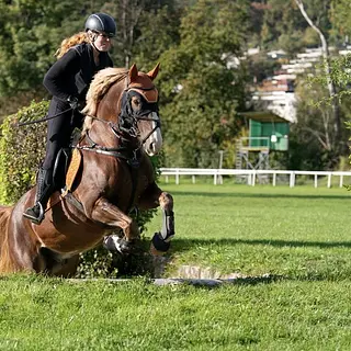 Vorschaubild Nr. 1 zu Reitbeteiligung in 3376 Graben