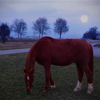 Vorschaubild Nr. 1 zu Reitbeteiligung in 4123 Allschwil
