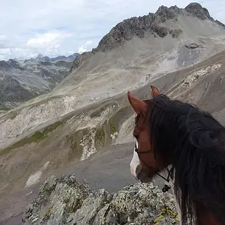 Vorschaubild Nr. 1 zu Reitbeteiligung in 4704 Niederbipp
