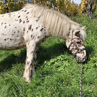 Vorschaubild Nr. 2 zu Reitbeteiligung in 4147 Aesch BL