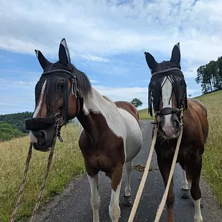Vorschaubild Nr. 1 zu Reitbeteiligung in 4312 Magden