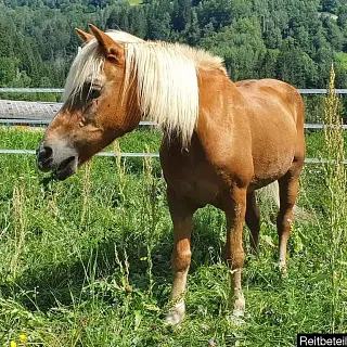 Vorschaubild Nr. 2 zu Reitbeteiligung in 7156 Rueun