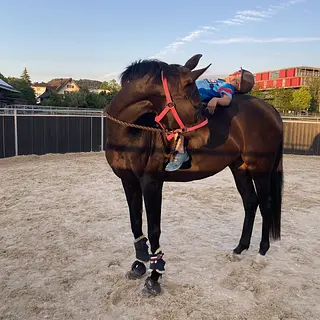 Vorschaubild Nr. 2 zu Reitbeteiligung in 6340 Baar