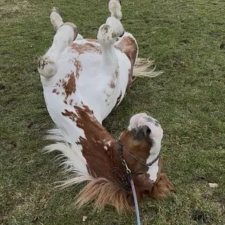 Vorschaubild Nr. 2 zu Reitbeteiligung in 8335 Hittnau