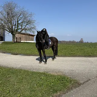 Vorschaubild Nr. 1 zu Reitbeteiligung in 8543 Bertschikon
