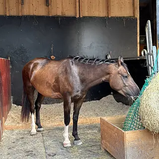 Vorschaubild Nr. 1 zu Reitbeteiligung in 8586 Erlen