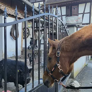 Vorschaubild Nr. 2 zu Reitbeteiligung in 4123 Allschwil
