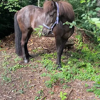 Vorschaubild Nr. 2 zu Reitbeteiligung in 9112 Schachen b. Herisau
