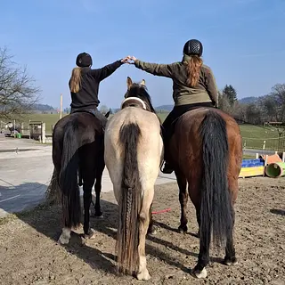 Vorschaubild Nr. 1 zu Reitbeteiligung in 8400 Winterthur