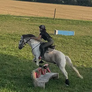 Vorschaubild Nr. 2 zu Reitbeteiligung in 3033 Wohlen b. Bern