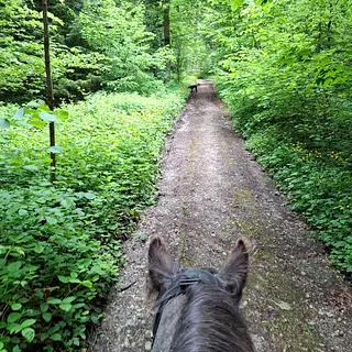 Vorschaubild Nr. 2 zu Reitbeteiligung in 3110 Münsingen