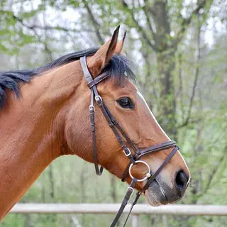 Vorschaubild Nr. 1 zu Reitbeteiligung in 8712 Stäfa