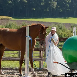 Vorschaubild Nr. 1 zu Reitbeteiligung in 8180 Bülach