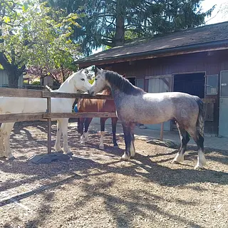 Vorschaubild Nr. 2 zu Reitbeteiligung in 4313 Möhlin