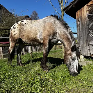Vorschaubild Nr. 1 zu Reitbeteiligung in 8932 Mettmenstetten