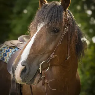 Vorschaubild Nr. 1 zu Reitbeteiligung in 9243 Jonschwil